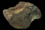 Ceratopsian Dinosaur Phalange - Alberta (Disposition #-) #134455-1